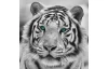 Obraz na zeď Tygr, černobílý, 35x35 cm
