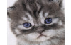 Dekorační polštářek Kotě s modrýma očima, 25x25 cm