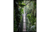 Obraz na zeď Džungle, 100x140 cm