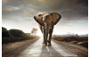 Obraz na zeď Kráčející slon, 90x60 cm