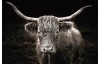 Obraz na plátně Skotská kráva, 90x60 cm