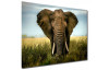 Obraz na zeď Hawer 90x120 cm, slon