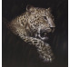 Obraz na zeď Original Rimbo 100x100 cm, Leopard