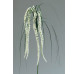 Umělá květina Laskavec (Amaranthus), krémová