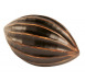 Kakaový bob dekorační , 12 cm