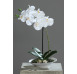 Umělá květina Orchidej v misce 32 cm, krémová