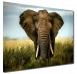 Obraz na zeď Hawer 90x120 cm, slon