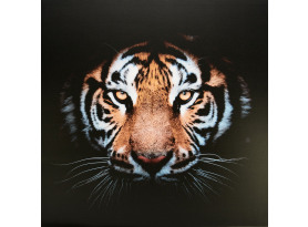Obraz na plátně Tygří pohled, 80x80 cm