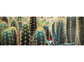 Obraz na plátně Kaktusy, 150x50 cm