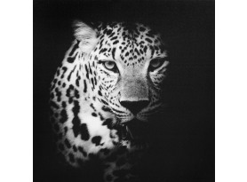 Obraz na plátně Leopard, 50x50 cm