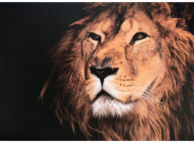 Obraz na plátně Král zvířat, 50x70 cm