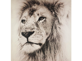 Obraz na plátně Lví pohled, 80x80 cm
