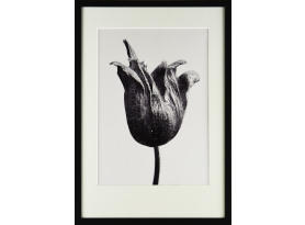 Rámovaný obraz Botanical I 35x50 cm, černobílý