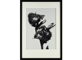 Rámovaný obraz Botanical III 35x50 cm, černobílý
